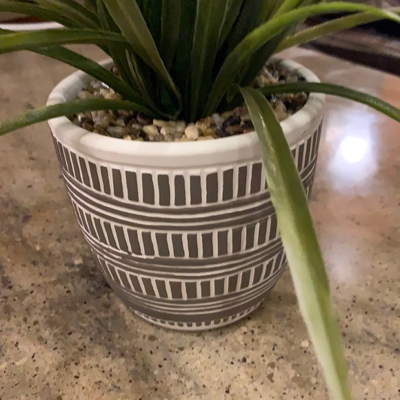 Plant - Picture 2 of 3